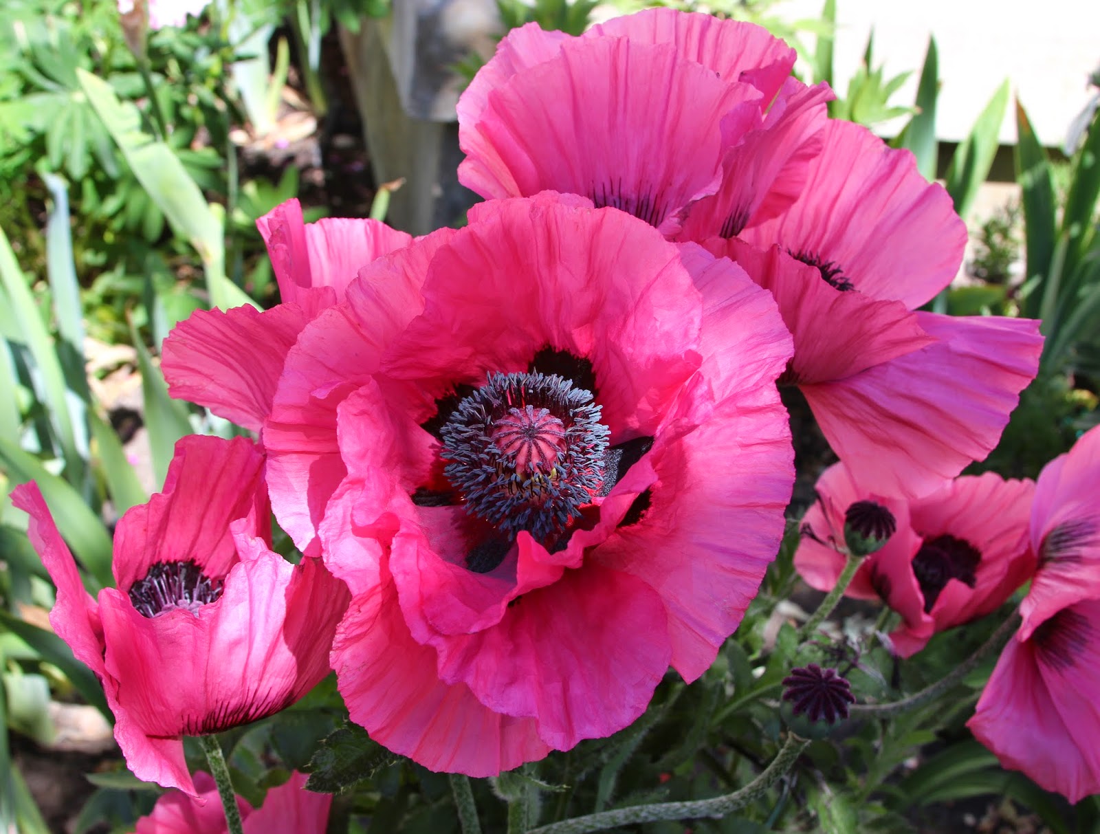 Papaver orientale 'Raspberry Queen'
